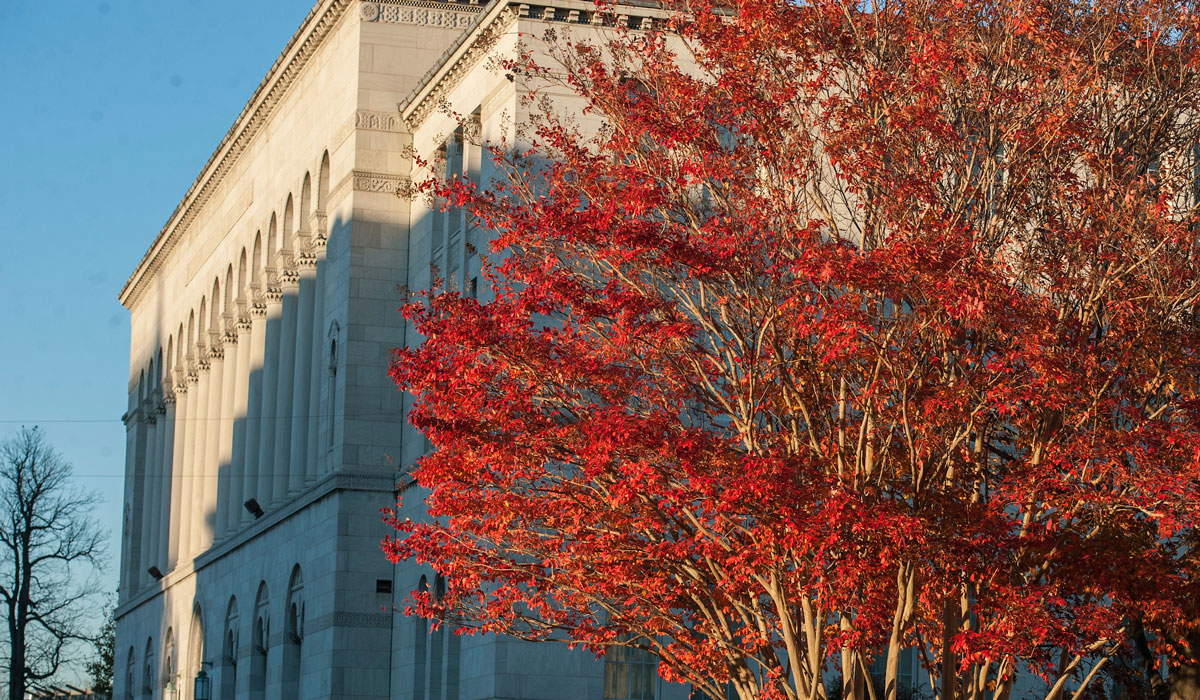 Fall tree on campus